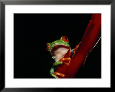 Red-Eyed Tree Frog by Stuart Westmoreland Pricing Limited Edition Print image