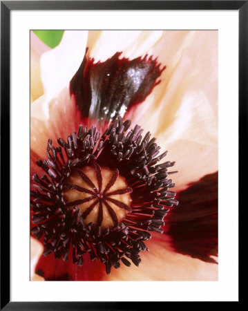 Papaver Orientale Mrs Perry, (Oriental Poppy), Pale Salmon Pink Flower With Deep Maroon Markings by Mark Bolton Pricing Limited Edition Print image