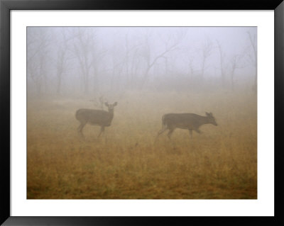A Group Of White-Tailed Deer Does On A Foggy Morning by Raymond Gehman Pricing Limited Edition Print image