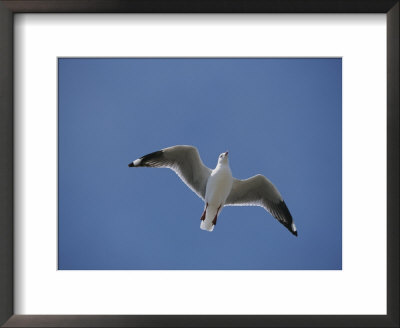 Silver Gull In Flight by Jason Edwards Pricing Limited Edition Print image
