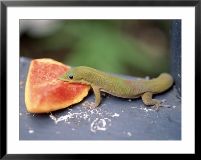 Green Lizard Eating Papaya, Kona, Hawaii by Jacque Denzer Parker Pricing Limited Edition Print image