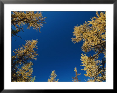 View Looking Upwards At The Blue Sky Framed By Trees by Raymond Gehman Pricing Limited Edition Print image