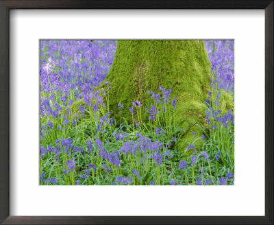 Moss Covered Base Of A Tree And Bluebells In Flower, Bluebell Wood, Hampshire, England, Uk by Jean Brooks Pricing Limited Edition Print image