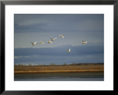 Tundra Swans Fly Over The Mackenzie River by Raymond Gehman Pricing Limited Edition Print image