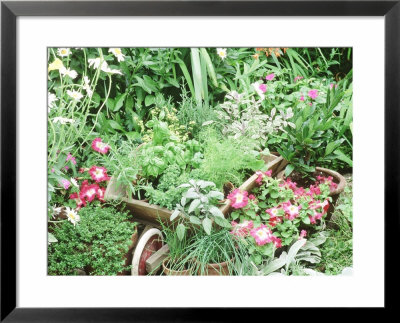 Parsley, Sage, Basil, Dill, Fennel, Tarragon, Rosemary, Chives, Thyme Oregano, Bay, Petunia by Lynne Brotchie Pricing Limited Edition Print image