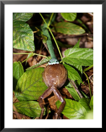 Speckled Green Snake (Philothamnus Punctatus) Eating A Frog, Zanzibar by Ariadne Van Zandbergen Pricing Limited Edition Print image