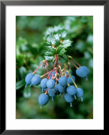 Barberry by Mark Bolton Pricing Limited Edition Print image