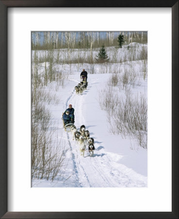 Dog Sleighs, Province Of Quebec, Canada by Bruno Morandi Pricing Limited Edition Print image