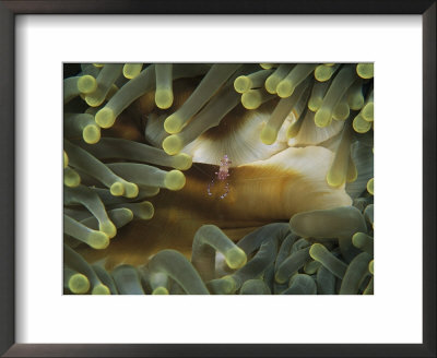 A Cleaner Shrimp Hides Amid The Tentacles Of A Sea Anemone by Heather Perry Pricing Limited Edition Print image