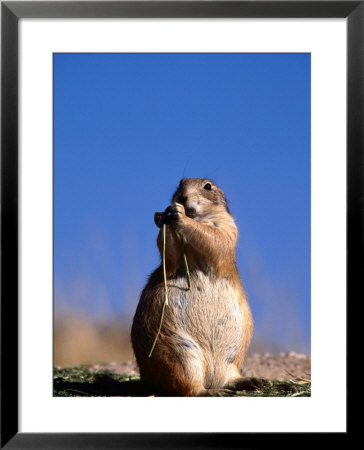Black Tailed Prairie Dog by Mark Newman Pricing Limited Edition Print image