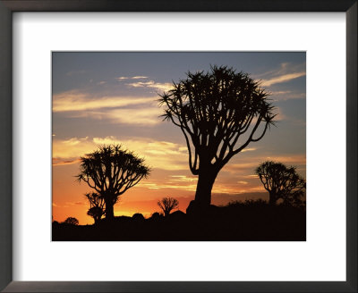 Quiver Tree Silhouetted At Dawn Quiver Tree Forest, Namibia by Tony Heald Pricing Limited Edition Print image