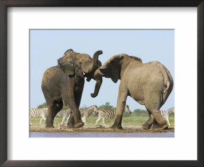African Elephant, Bulls Fighting At Waterhole, Zebra In Background, Etosha National Park, Namibia by Tony Heald Pricing Limited Edition Print image