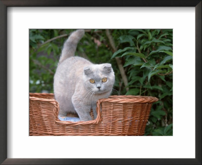 Scottish Fold Blue-Cream Cat by De Meester Pricing Limited Edition Print image