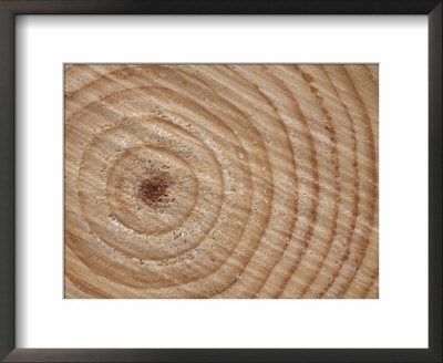 Growth Rings In Trunk Of Spruce Tree, Norway by Pete Cairns Pricing Limited Edition Print image