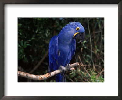 Hyacinth Macaw (Anodorhynchus Hyacinthinus) by Lynn M. Stone Pricing Limited Edition Print image