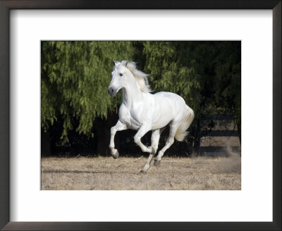 Grey Andalusian Stallion Cantering In Field, Ojai, California, Usa by Carol Walker Pricing Limited Edition Print image