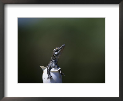 Nile Crocodile Hatching From Egg, Kenya by Anup Shah Pricing Limited Edition Print image