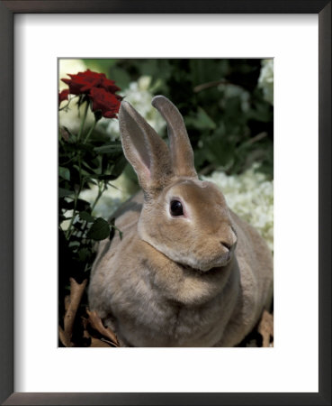 Mini Rex Domestic Rabbit by Lynn M. Stone Pricing Limited Edition Print image