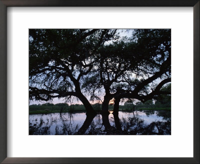 Oak Tree Silhouette At Sunset, Texas, Usa by Rolf Nussbaumer Pricing Limited Edition Print image