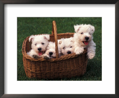 Domestic Dogs, Four West Highland Terrier / Westie Puppies In A Basket by Adriano Bacchella Pricing Limited Edition Print image