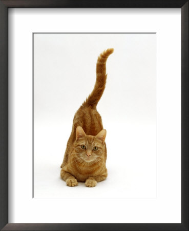 Domestic Cat, Ginger Tabby Female With Rear End And Tail In Air After Enjoying Being Stroked by Jane Burton Pricing Limited Edition Print image
