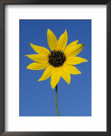 Sunflower, In Bloom, Welder Wildlife Refuge, Rockport, Texas, Usa by Rolf Nussbaumer Pricing Limited Edition Print image