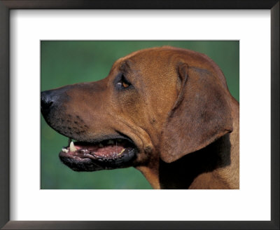 Rhodesian Ridgeback Profile by Adriano Bacchella Pricing Limited Edition Print image