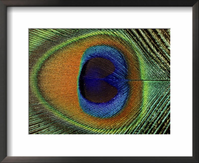 Close-Up Of The Eye Of A Peacock Feather, (Pavo Cristatus) by Ashok Jain Pricing Limited Edition Print image