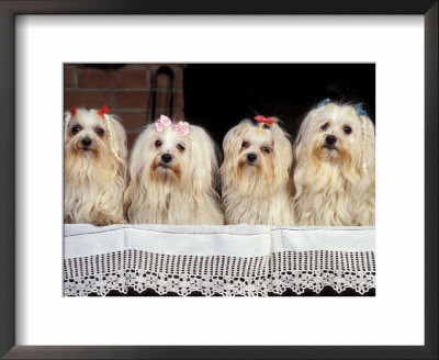 Domestic Dogs, Four Maltese Dogs Sitting In A Row, All With Bows In Their Hair by Adriano Bacchella Pricing Limited Edition Print image