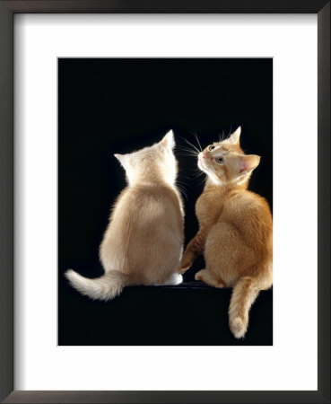 Domestic Cat, Two 9-Week Kittens, One Cream One Ginger by Jane Burton Pricing Limited Edition Print image