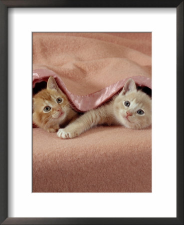 Domestic Cat, Ginger And Cream Kittens Under A Pink Blanket, Bedroom by Jane Burton Pricing Limited Edition Print image