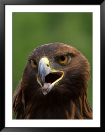 Close Portrait Of A Golden Eagle, Alaska by Ralph Lee Hopkins Pricing Limited Edition Print image