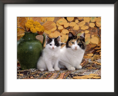 Domestic Cat, Tortoiseshell-And-White Mother With Her Black-And-White Kitten by Jane Burton Pricing Limited Edition Print image