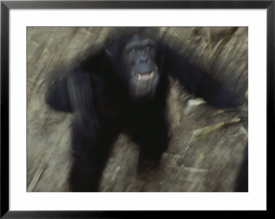 An Angry Adult Male Chimpanzee (Pan Troglodytes) by Michael Nichols Pricing Limited Edition Print image