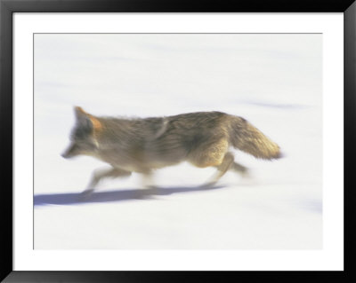 Coyote by Bobby Model Pricing Limited Edition Print image