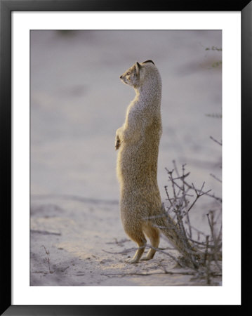 A Yellow Mongoose Stands On Its Hind Legs To Survey The Surrounding Area by Nicole Duplaix Pricing Limited Edition Print image