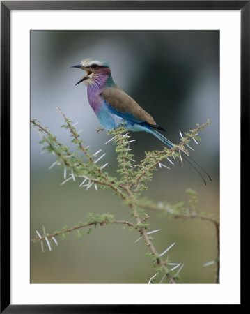 A Lilac-Breasted Roller Vocalizes While Perched On A Branch by Roy Toft Pricing Limited Edition Print image