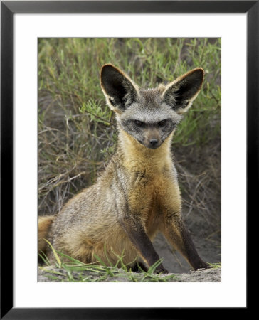 Bat-Eared Fox (Otocyon Megalotis) Sitting At Entrance To Den, Serengeti National Park, Tanzania by James Hager Pricing Limited Edition Print image
