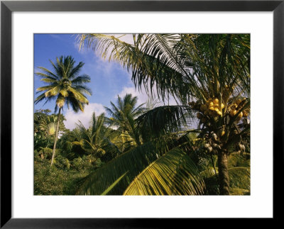 Coconut Production, Martinique, West Indies, Caribbean, Central America by Ken Gillham Pricing Limited Edition Print image
