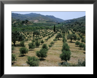 Olive Trees, Near Spili, Island Of Crete, Greece, Mediterranean by Marco Simoni Pricing Limited Edition Print image