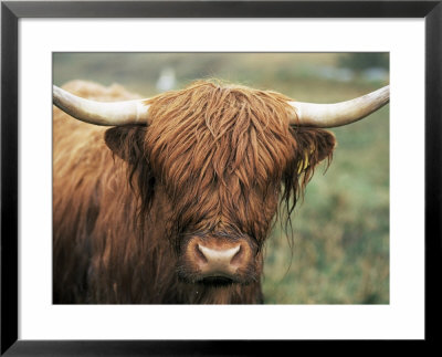 Highland Cow, Near Elgol, Isle Of Skye, Highland Region, Scotland, United Kingdom by Neale Clarke Pricing Limited Edition Print image