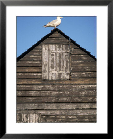 Gull Perched On A Net Hut, Old Town, Hastings, East Sussex, England, United Kingdom by Brigitte Bott Pricing Limited Edition Print image