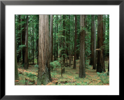 Redwood Trees Beside Hwy 101, Humboldt Redwoods State Park, Usa by John Elk Iii Pricing Limited Edition Print image