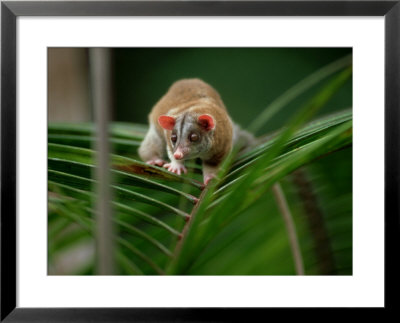 Opossum, Tropical Andes, Colombia by Patricio Robles Gil Pricing Limited Edition Print image