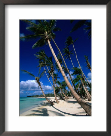 Palm Tree Lined Beach, La Romana, La Romana, Dominican Republic by Greg Johnston Pricing Limited Edition Print image