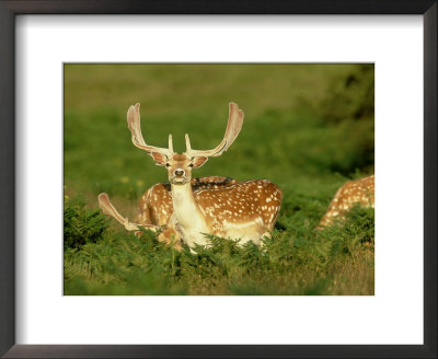 Fallow Deer, Buck In Velvet, Uk by David Tipling Pricing Limited Edition Print image