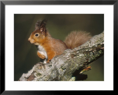 Red Squirrel In Winter Coat by Keith Ringland Pricing Limited Edition Print image