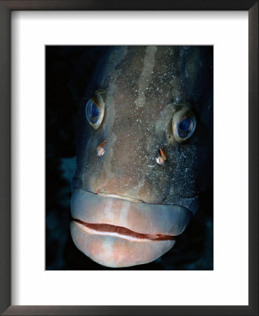 Nassau Grouper Fish by Wolcott Henry Pricing Limited Edition Print image