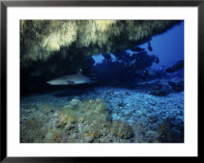 Whitetip Reef Sharks, In Cave, Polynesia by Gerard Soury Pricing Limited Edition Print image