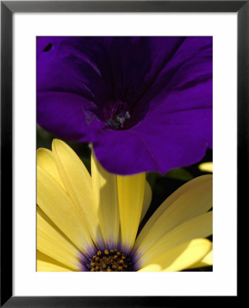 Purple Petunia And Yellow Osteospermum Sitting Side By Side, Groton, Connecticut by Todd Gipstein Pricing Limited Edition Print image